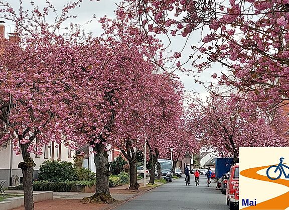 Rosa blühende Drususstraße