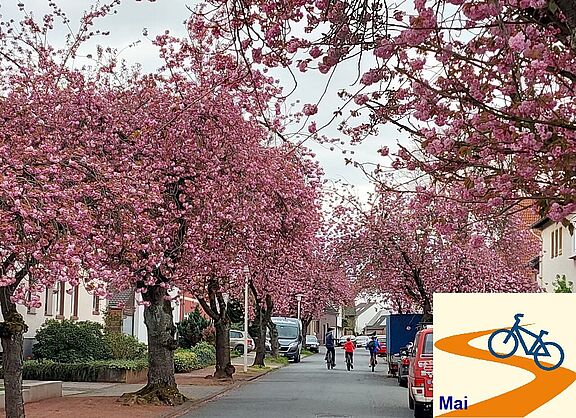 Rosa blühende Drususstraße