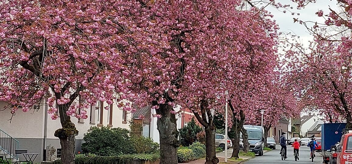 Rosa blühende Drususstraße