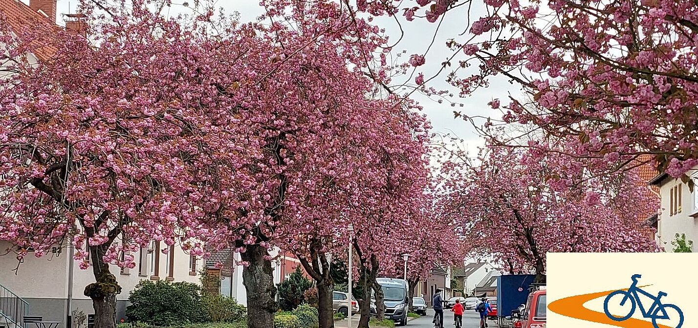 Rosa blühende Drususstraße