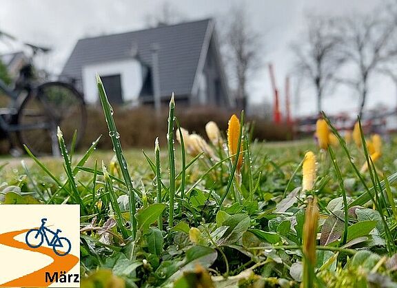 Krokuswiese in Elterbreischlag