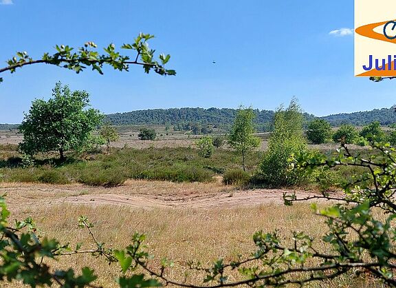 Blick ins Naturschutzgebiet Borkenberge